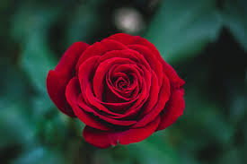 Crimson Rose